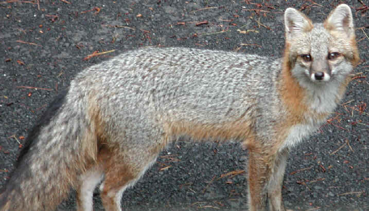 Our Neighbors The Foxes - Grey or Gray Fox (Urcyon cinereoargenteus) - 08
