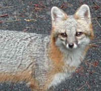 Our Neighbors The Foxes - Grey or Gray Fox (Urcyon cinereoargenteus) - 08b
