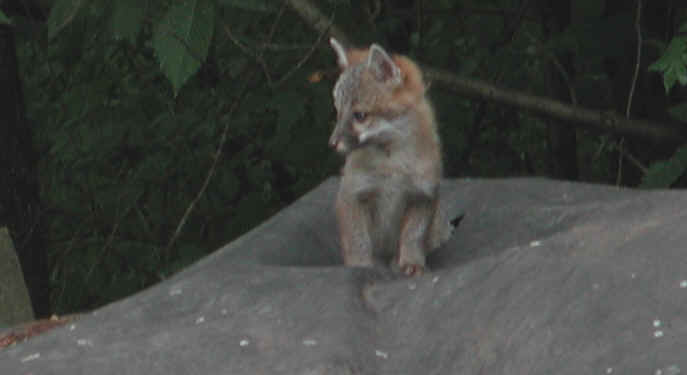 Our Neighbors The Foxes - Grey or Gray Fox (Urcyon cinereoargenteus) - 09
