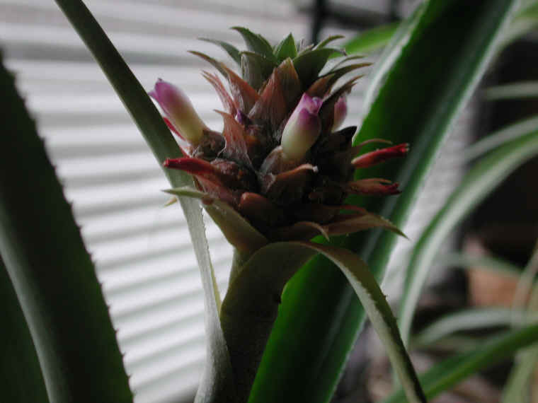 pineapple-08