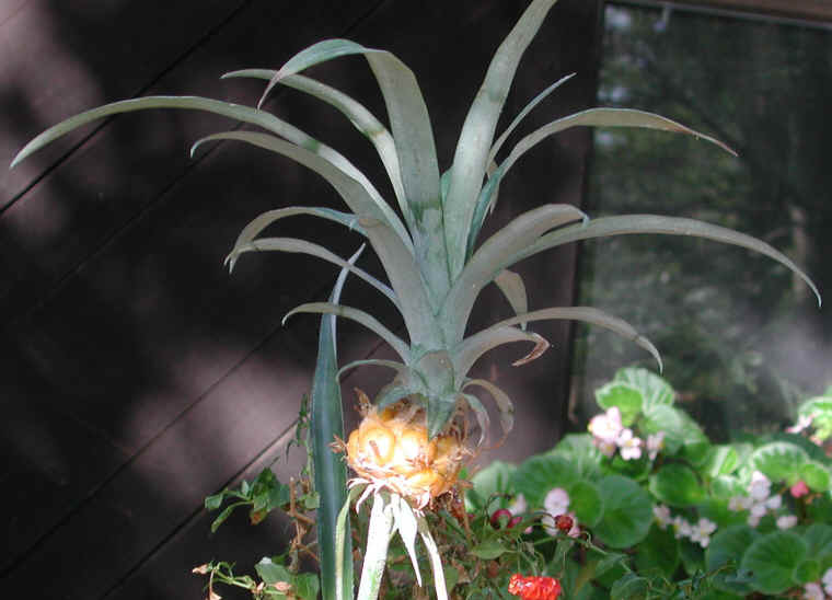 pineapple-09a