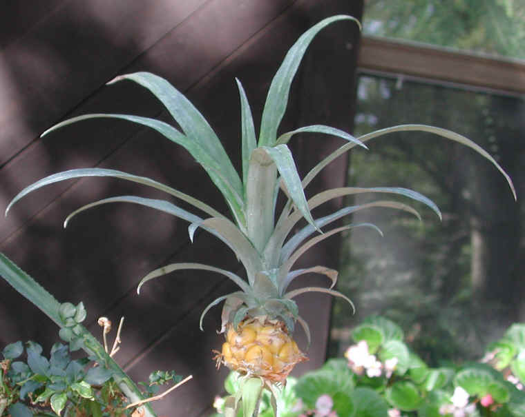 pineapple-10a