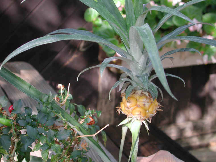 pineapple-13