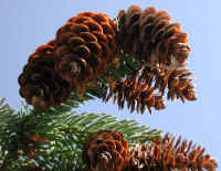 The Spruce Cone
