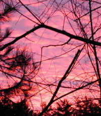 sunset-sunrise-trees-02