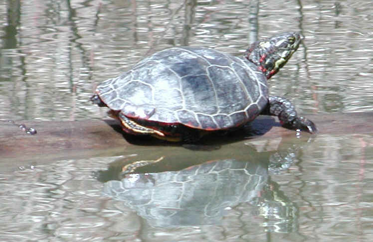 Turtles of Sleepy Hollow Lake - 05