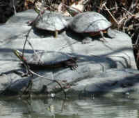 Turtles of SHL - 06 - Basking Rock