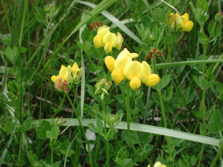 Birdsfoot Trefoil (Lotus corniculatus) - 03