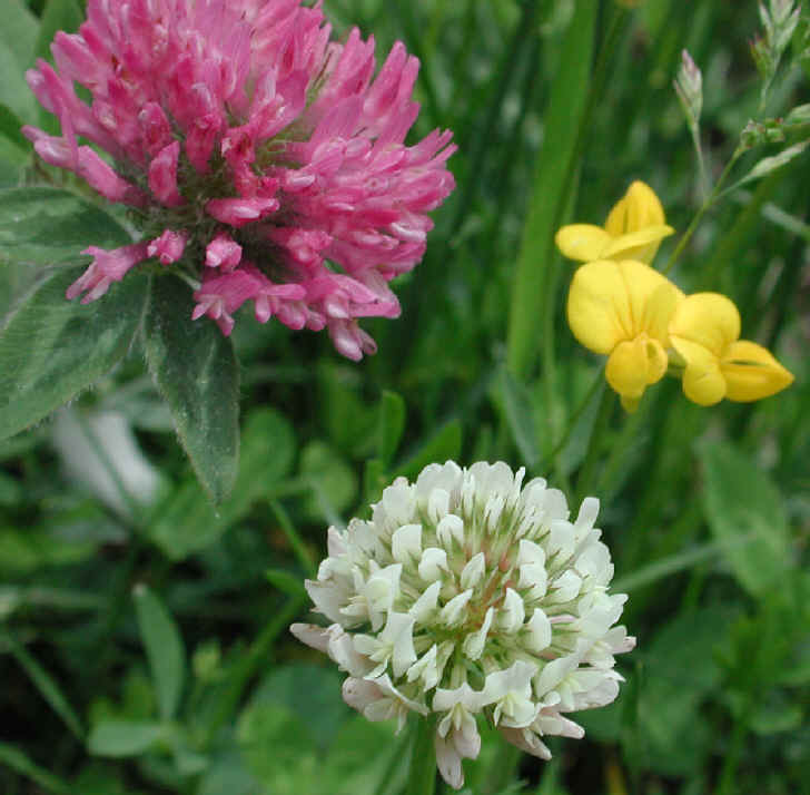 Birdsfoot Trefoil (Lotus corniculatus) - 05