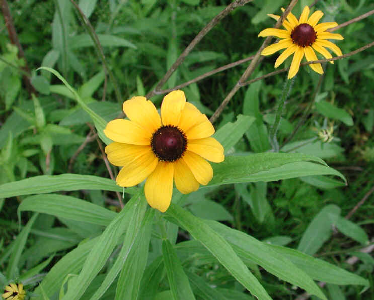 Black-eyed Susan (Rudbeckia serotina) - 01