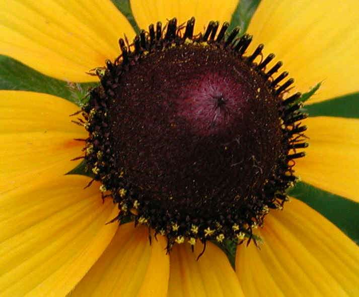 Black-eyed Susan (Rudbeckia serotina) - 04