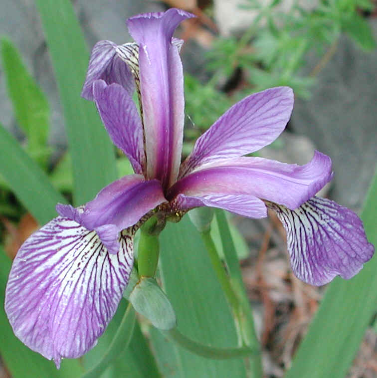 Blue Flag Iris (Iris versicolor) - 02