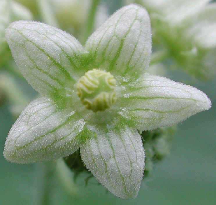 Bur-Cucumber (Sicyos angulatus) - 03