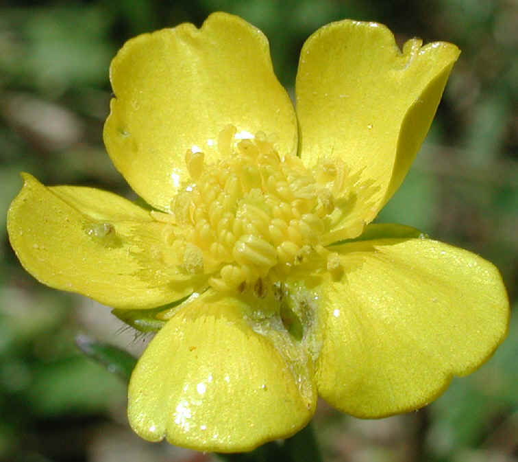 Buttercup (Ranunculus acris) - 02