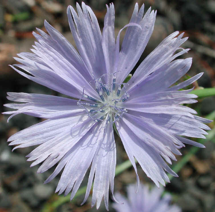Chicory (Cichorium intybus) - 02