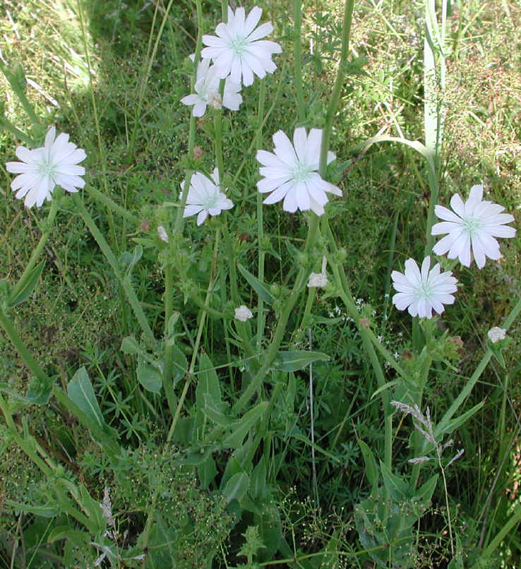 Chicory, White (Cichorium intybus) - 01