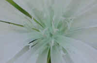 Chicory, White (Cichorium intybus) - 03
