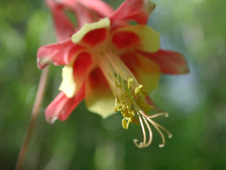 Columbine or Rock Bell (Aquilegia canadensis) - 05