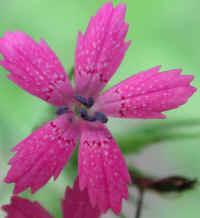 Deptford Pink - Maiden Pink (Dianthus armeria) - 03