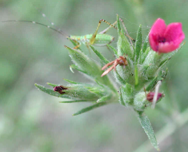 Deptford Pink - Maiden Pink (Dianthus armeria) - 05
