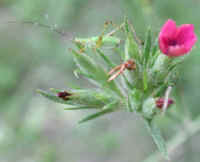Deptford Pink - Maiden Pink (Dianthus armeria) - 05