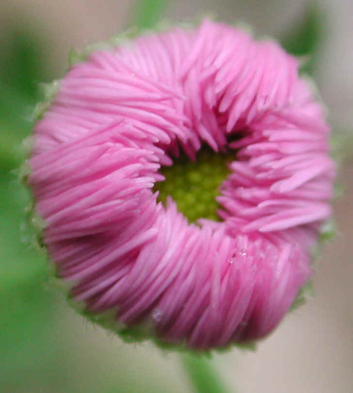 Fleabane (Erigeron philadelphicus) - 01