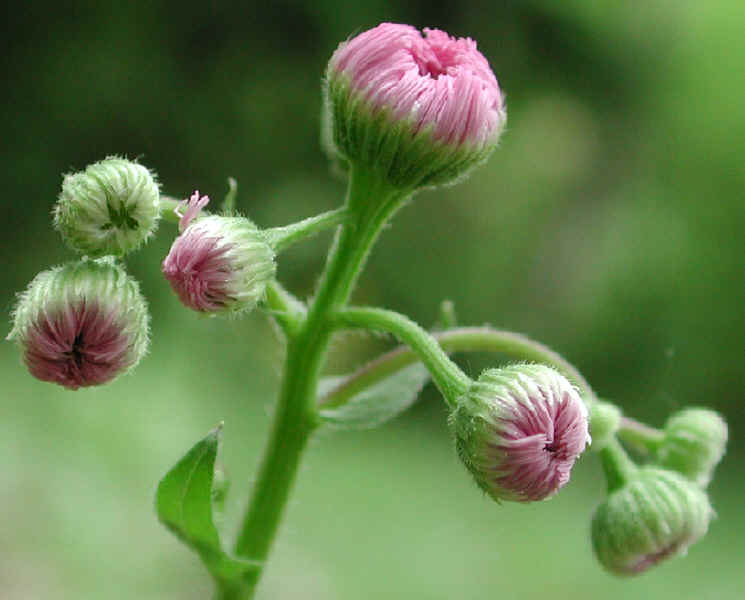 Fleabane (Erigeron philadelphicus) - 02