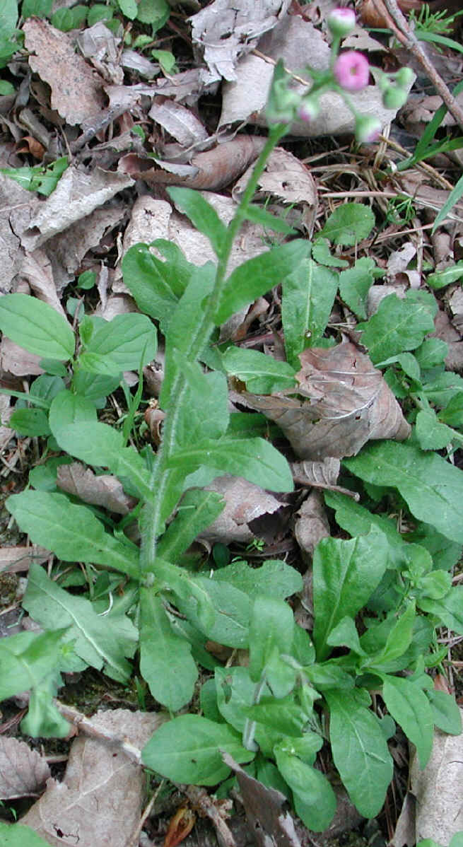 Fleabane (Erigeron philadelphicus) - 04