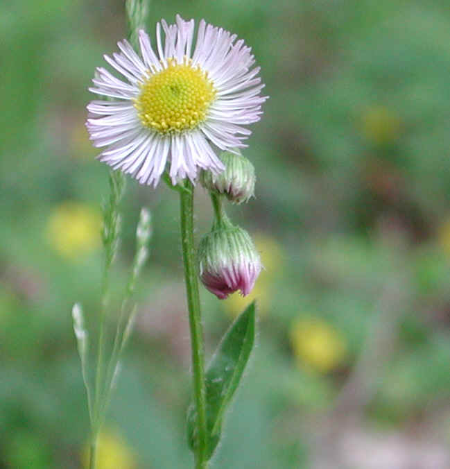 Fleabane (Erigeron philadelphicus) - 08