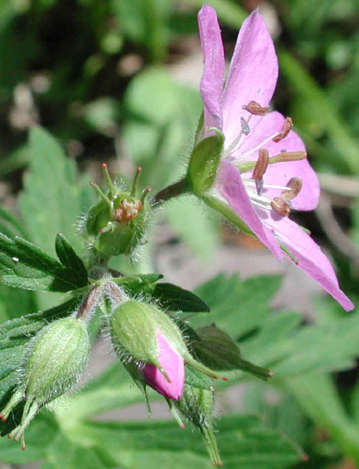 Geranium, Wild (Geranium maculatum) - 03