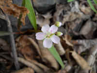 Spring Beauty or Springbeauties (Claytonia virginica) - 21