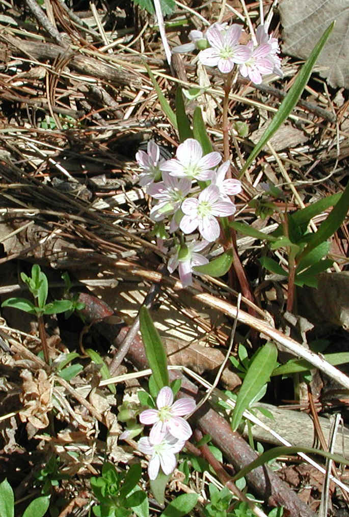 springbeauties-01