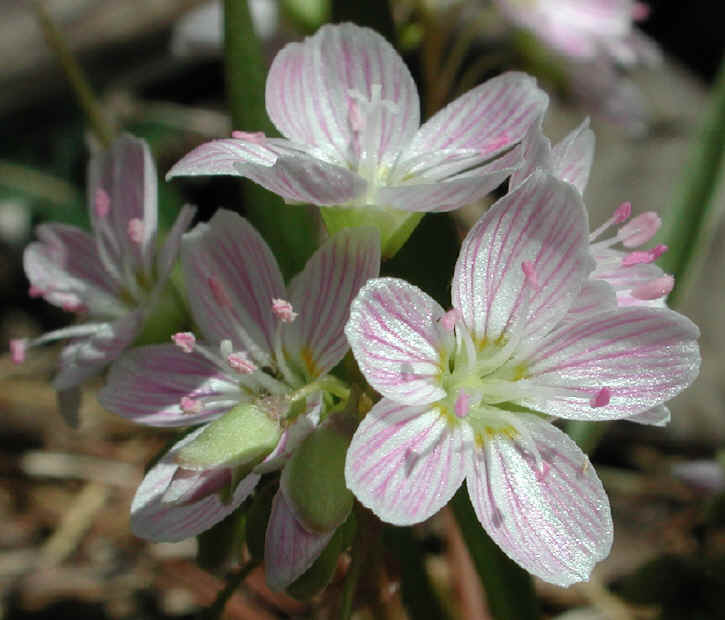 springbeauties-02