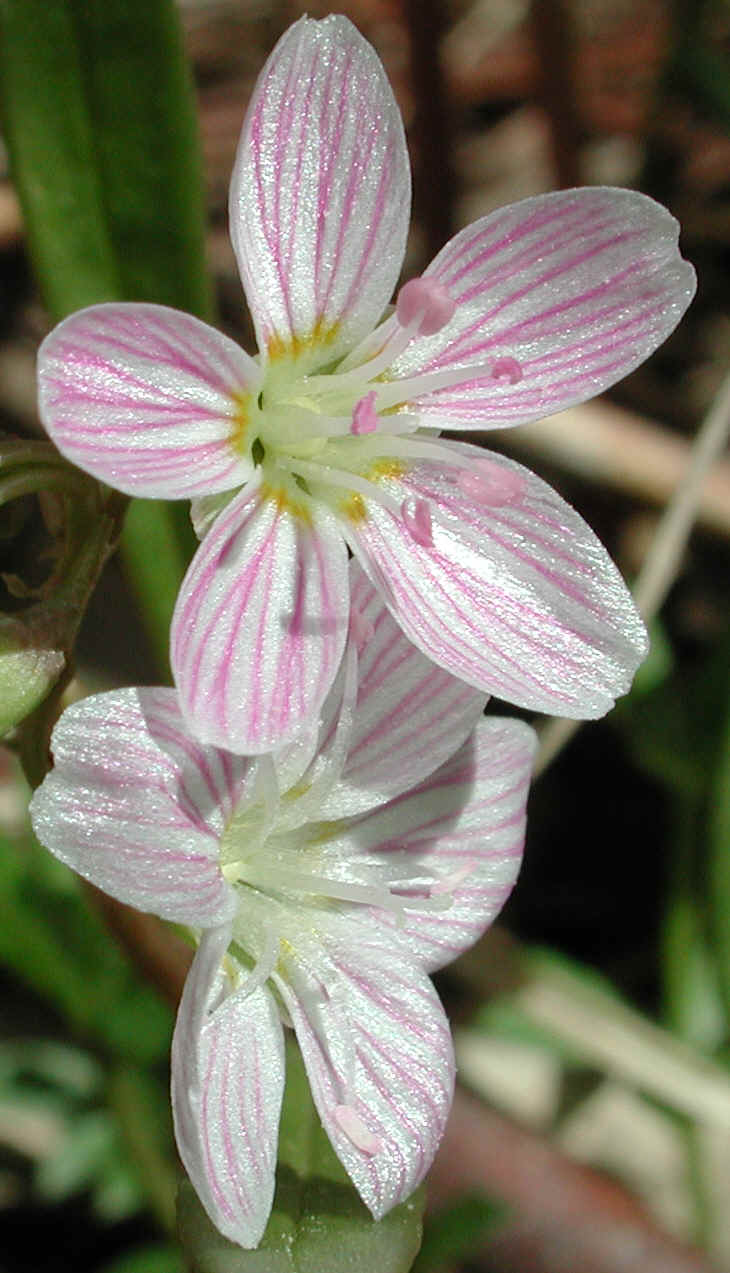 springbeauties-04