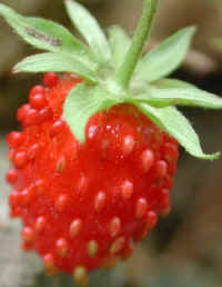 Wild Strawberry (Fragaria vesca) - 06