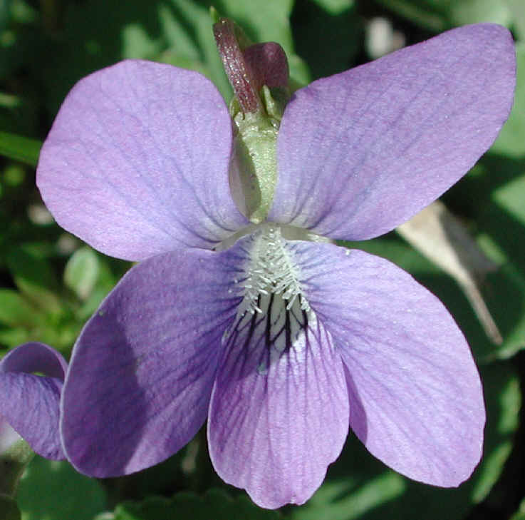 Violet, Common (Viola papilionaceae) - 01