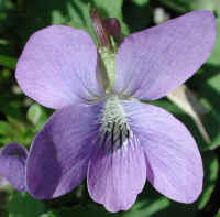 Violet, Common (Viola papilionaceae) - 01