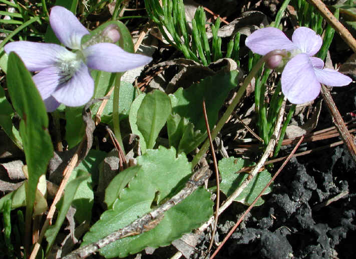 Violet, Common (Viola papilionaceae) - 04