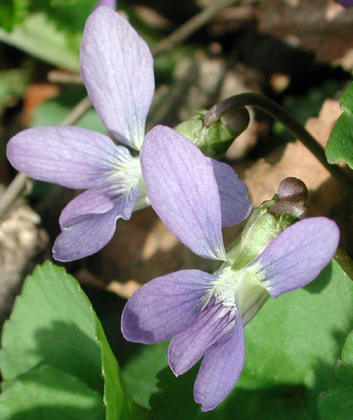 Violet, Common (Viola papilionaceae) - 05