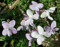 Violet, Common (Viola papilionaceae) - 06