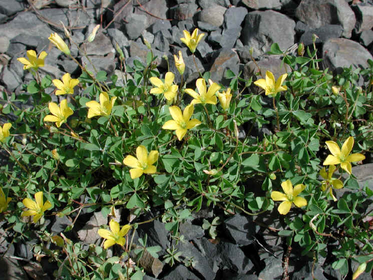 Yellow Wood-Sorrel (Oxalis stricta) - 07