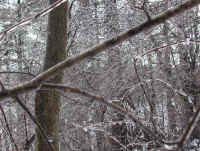 Freezing Rain - January 2003 - 01