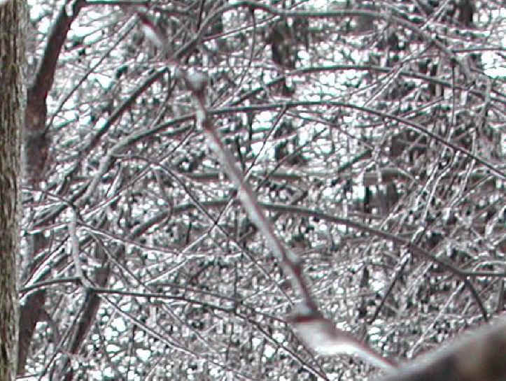 Water and Ice - Freezing Rain - January 2003 - 01a