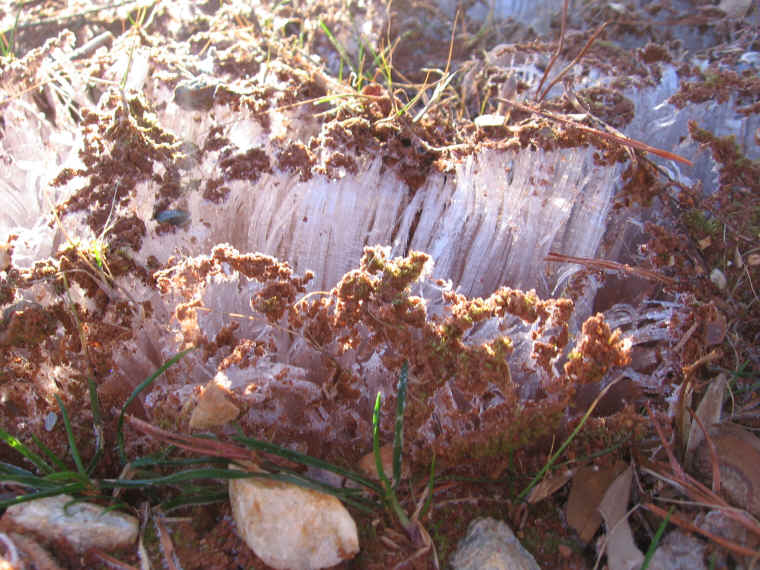 Water and Ice - Ice - "Grass" 2007 - 04