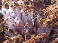 Ice "Grass" 2007 - 05