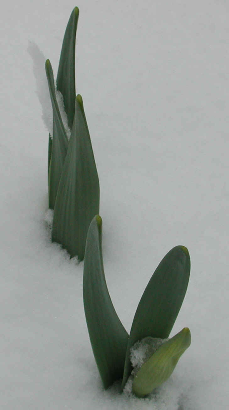 Snows of Winter 2002-3 - April 8th - 02