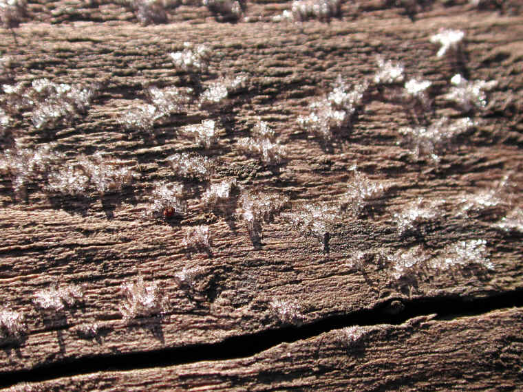 wi-ww2008-9-frost-20081206-04