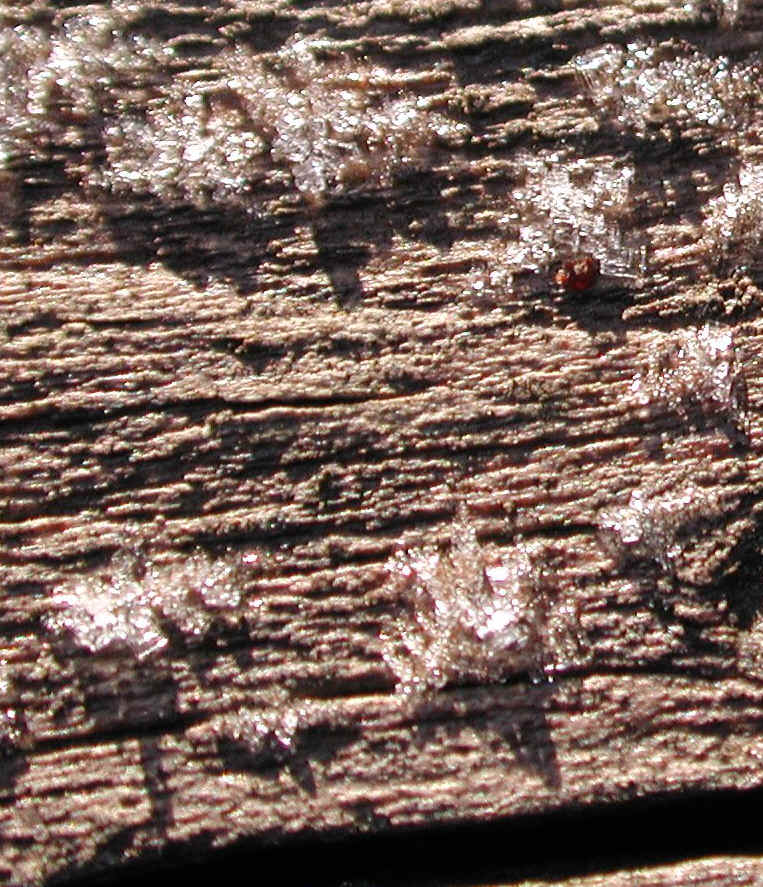 wi-ww2008-9-frost-20081206-04a