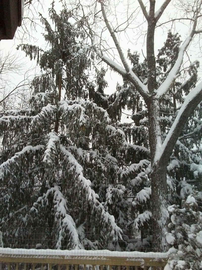Winter Wonderland 2019-2020 - 002