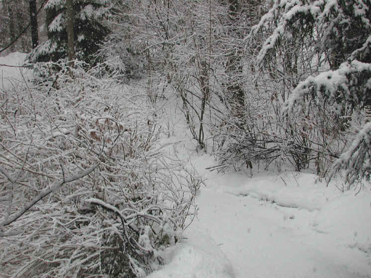 Winter Wonderland 9-10 March 2001 - Looking Out Our Front Door
